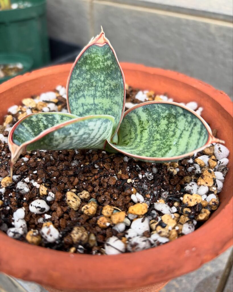 Sansevieria chahinianii