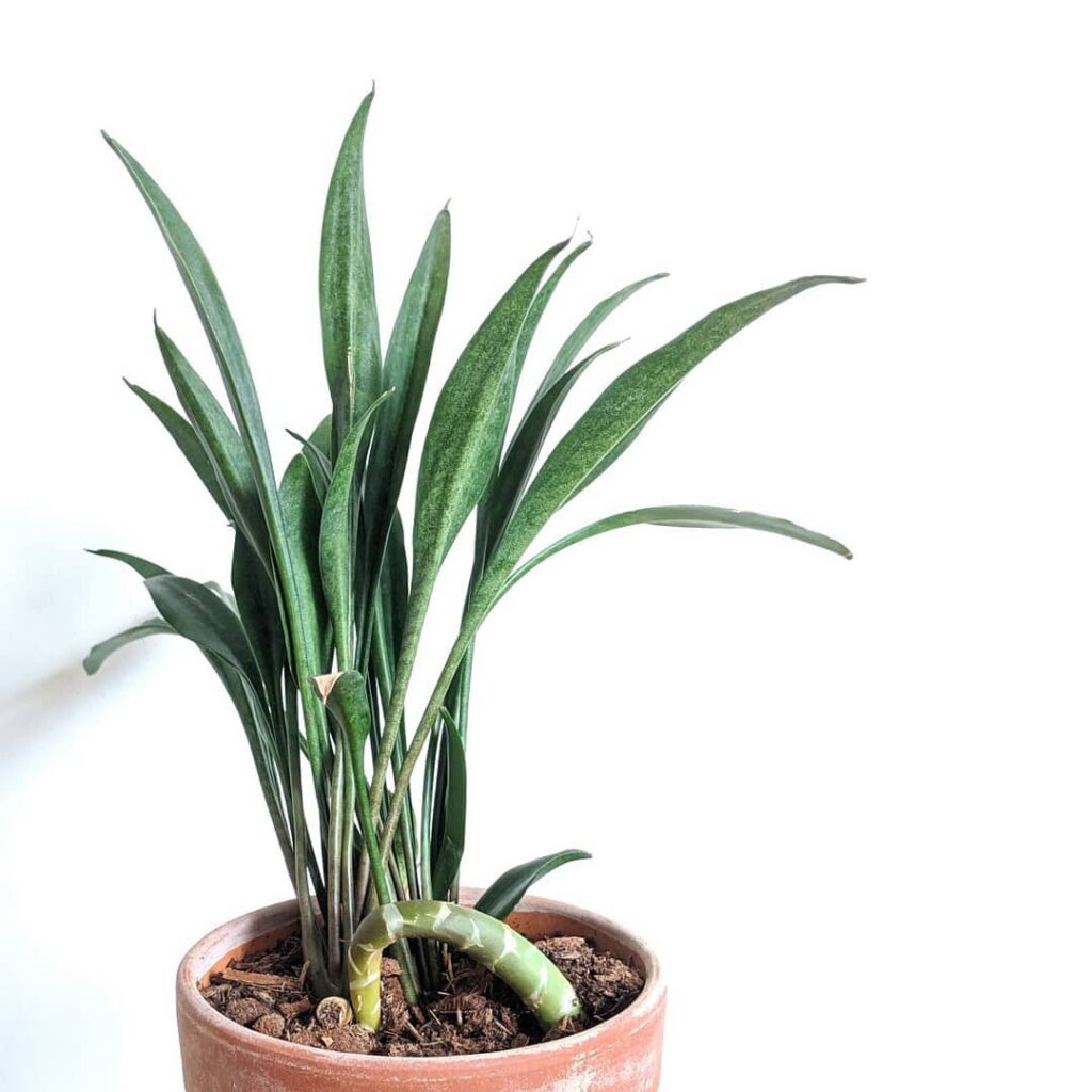 Sansevieria concinna