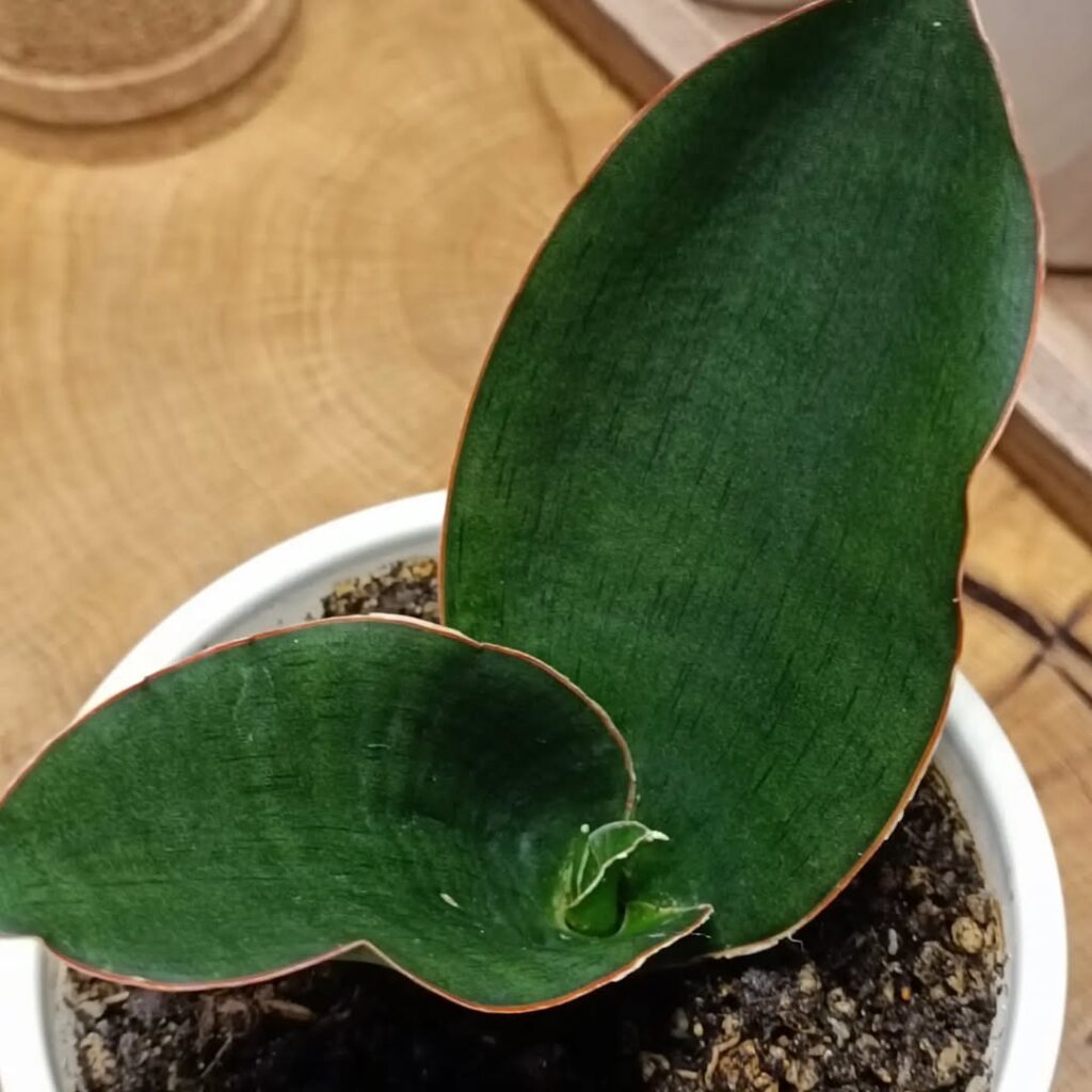 Sansevieria conspicua