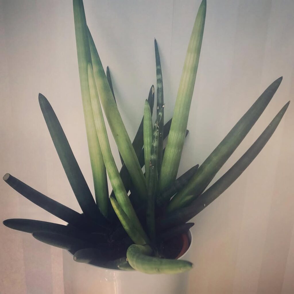 Sansevieria cylindrica ‘Skyline