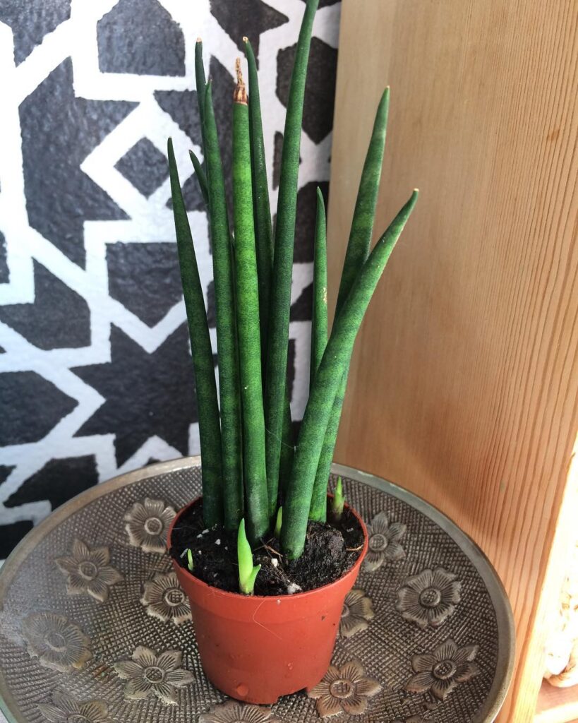 Sansevieria cylindrica ‘Spaghetti