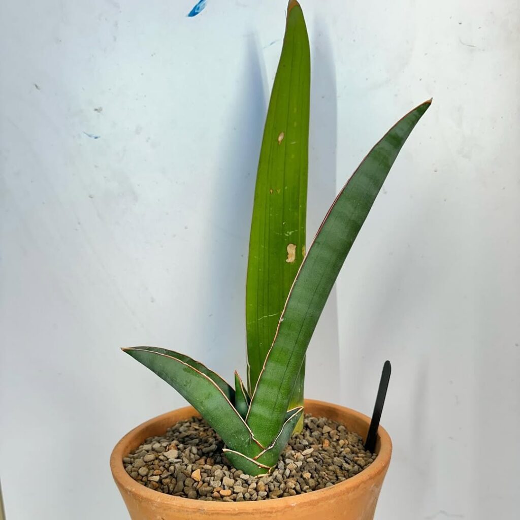 Sansevieria dhofarica
