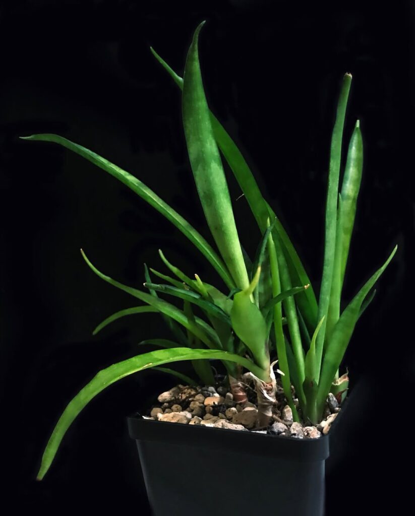 Sansevieria dooneri