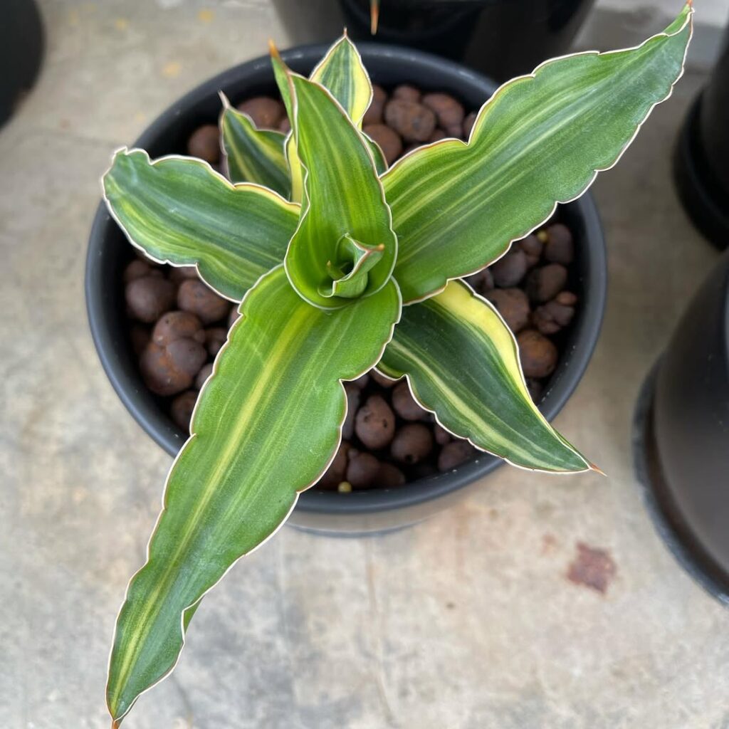 Sansevieria dumetescens Variegata