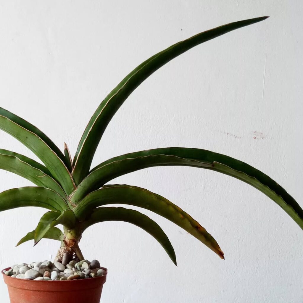 Sansevieria ehrenbergii