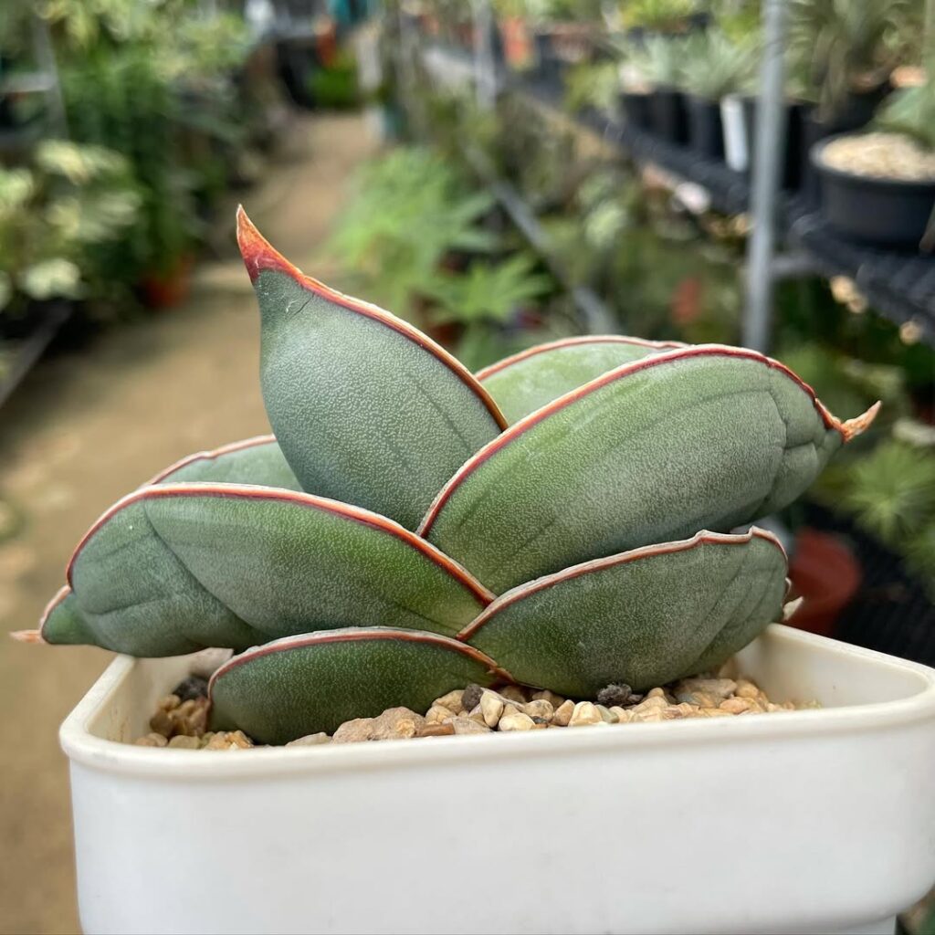 Sansevieria ehrenbergii ‘Banana