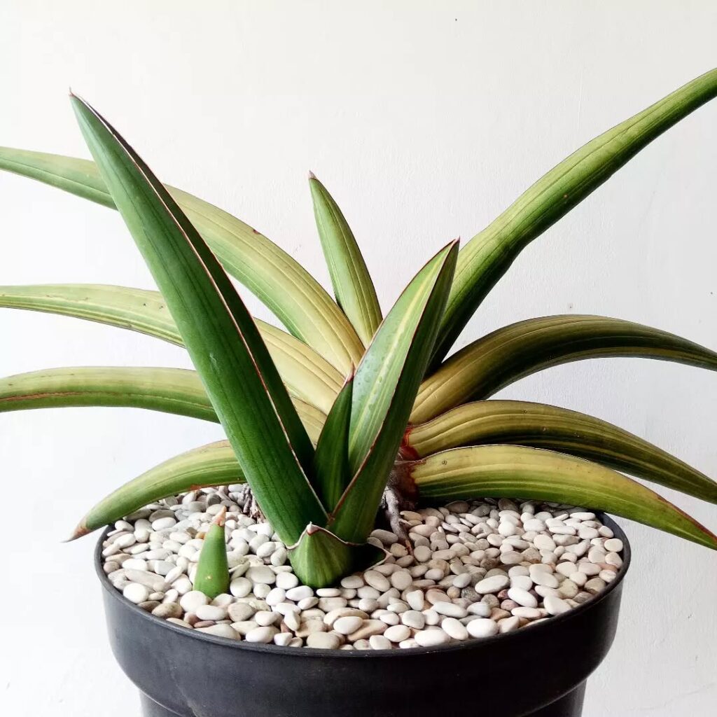 Sansevieria ehrenbergii ‘Samurai Salaf Variegata