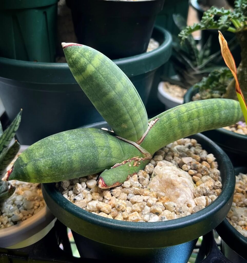 Sansevieria eilensis