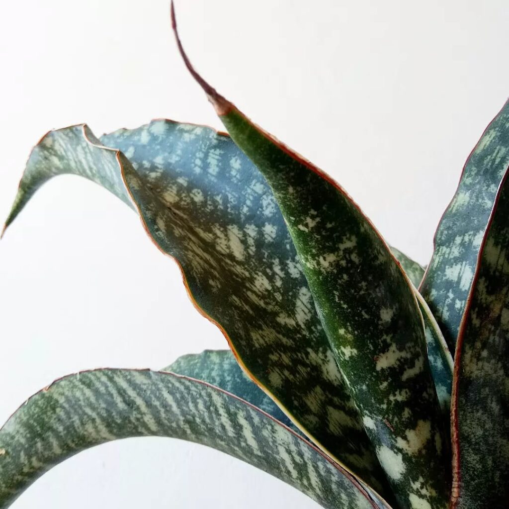Sansevieria elliptica Horwood