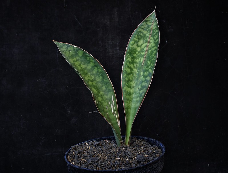 Sansevieria elliptica