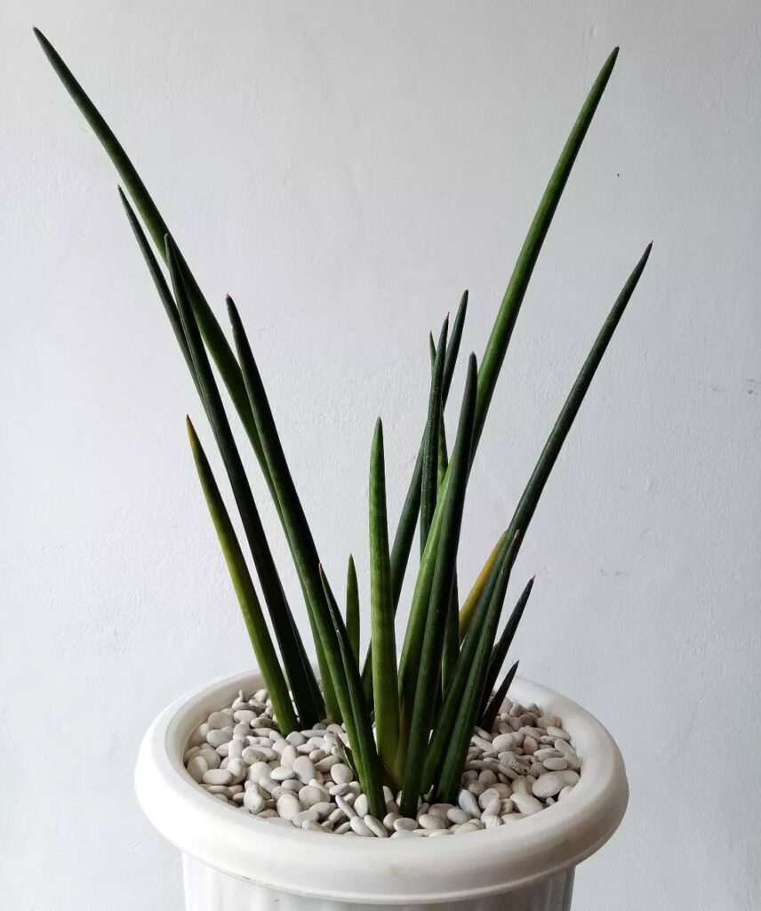 Sansevieria erythraeae