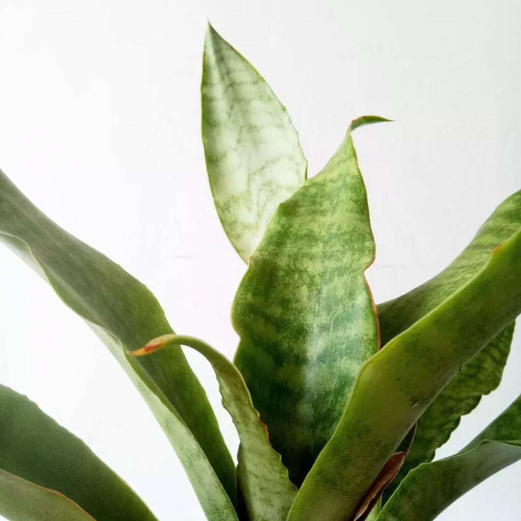 Sansevieria fasciata