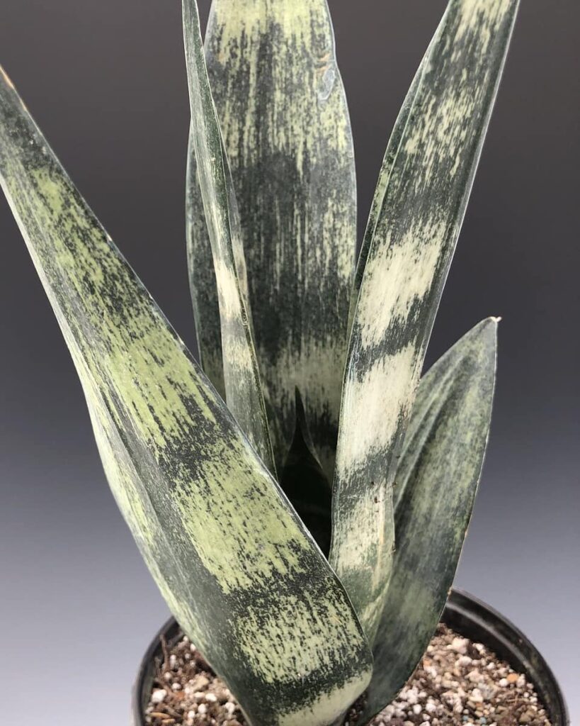 Sansevieria fasciata Frozen