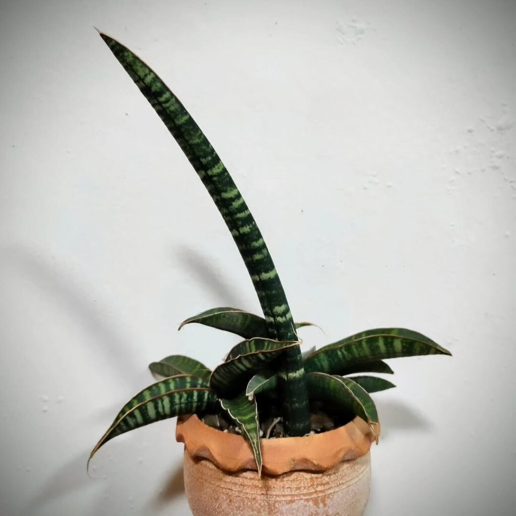 Sansevieria fischeri