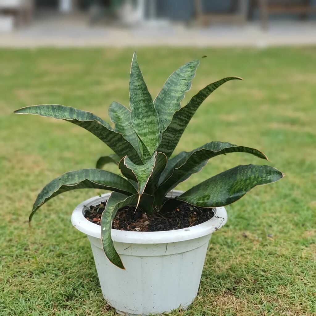 Sansevieria forskaoliana