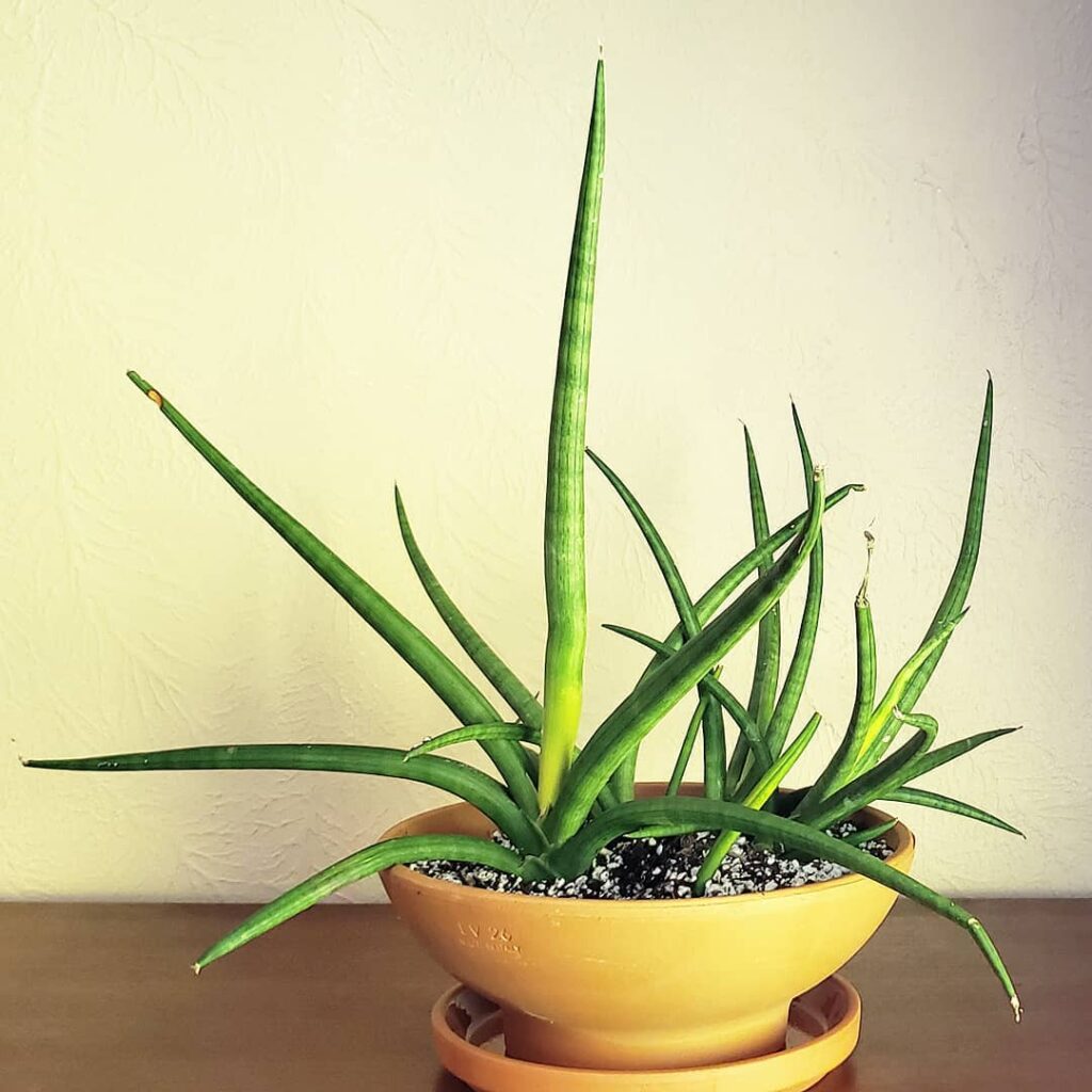 Sansevieria gracilis