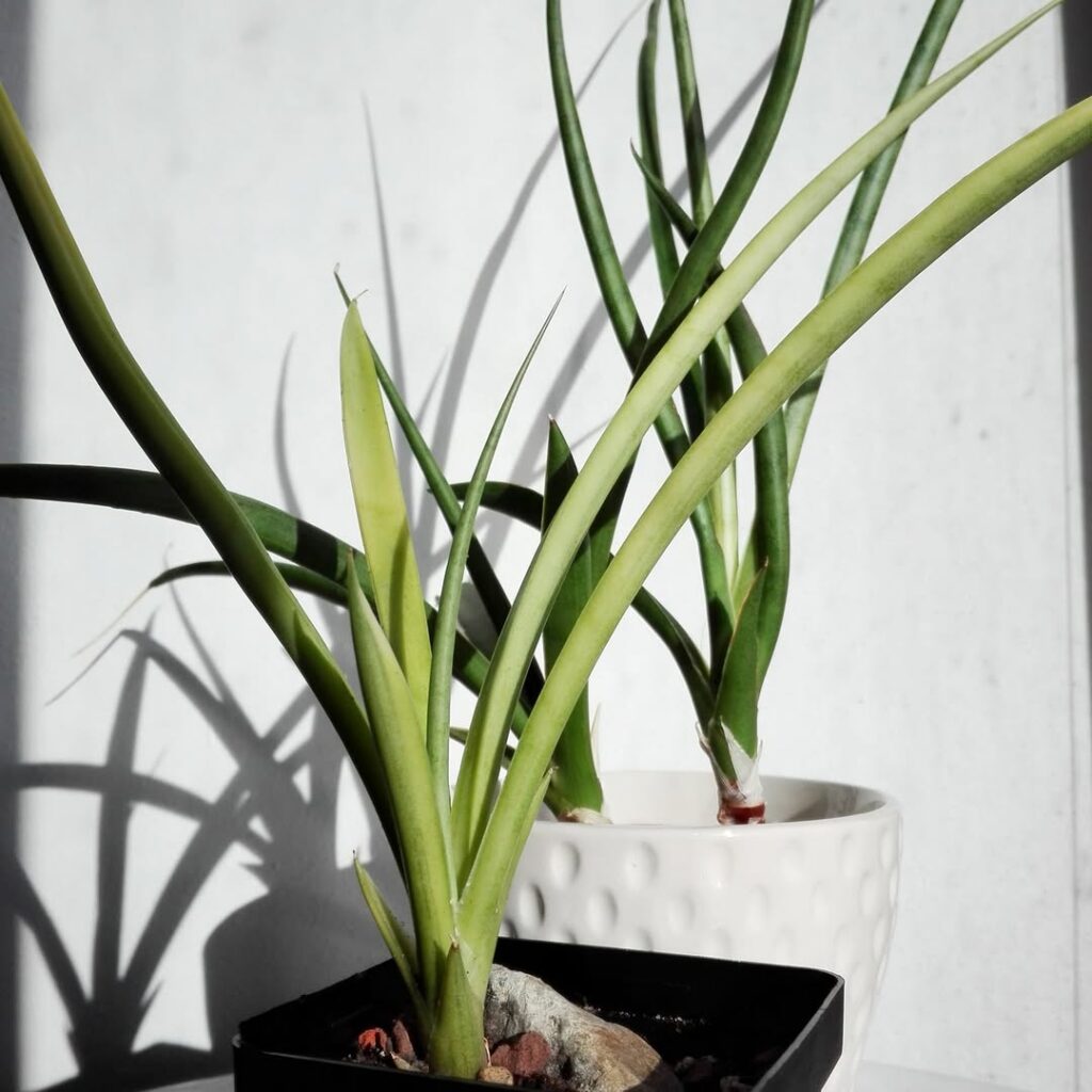 Sansevieria gracilis Variegata