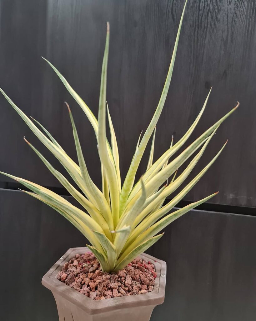 Sansevieria gracillima Variegata