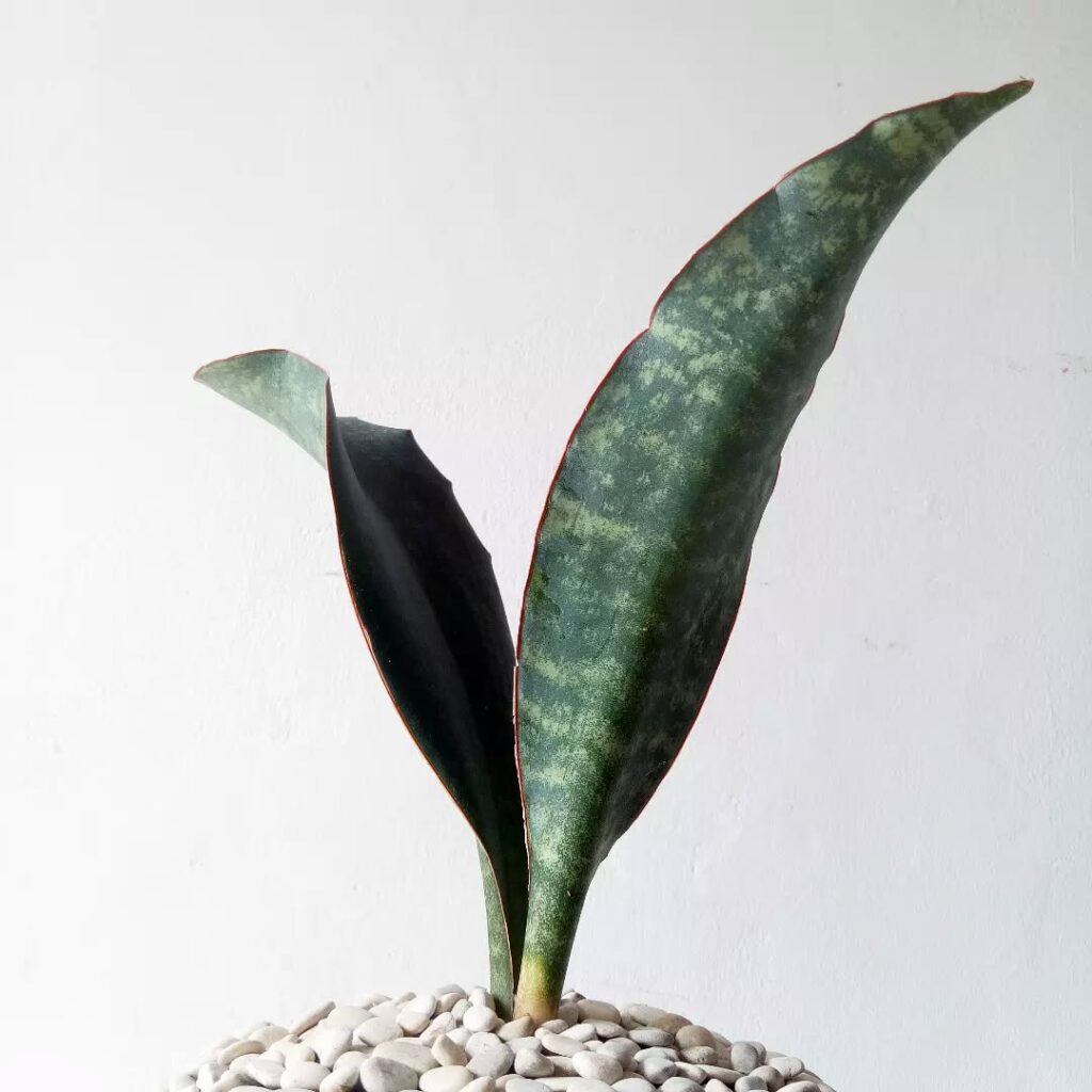 Sansevieria grandis