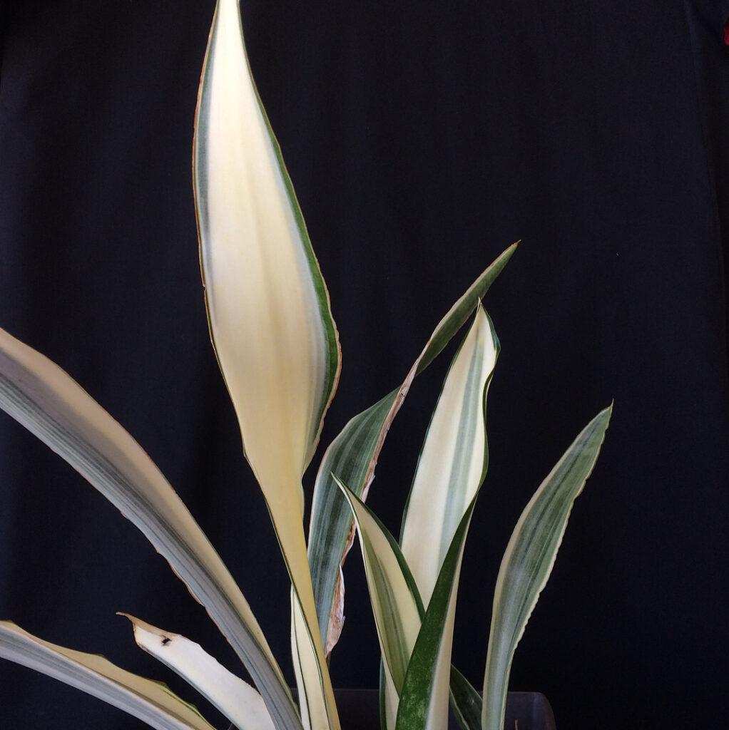 Sansevieria guineensis Beauty Queen