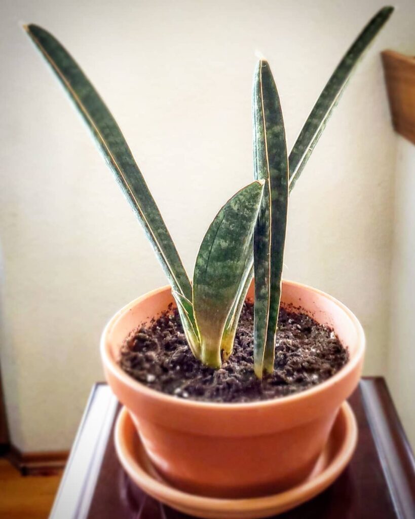 Sansevieria hallii