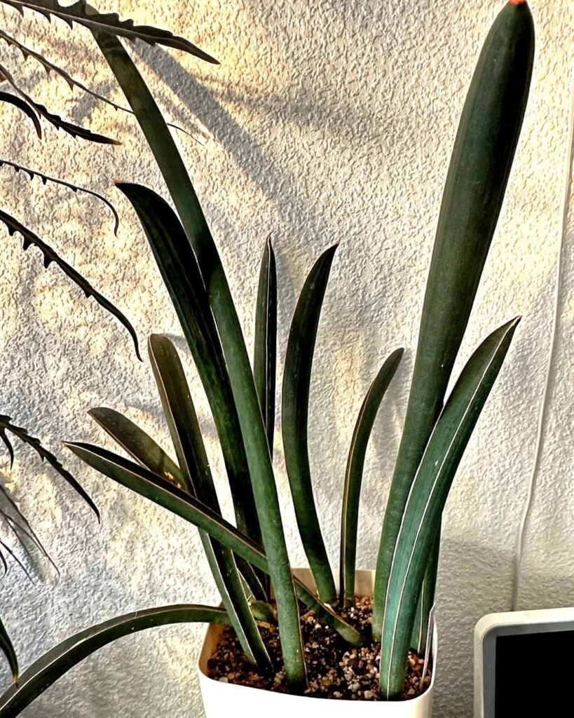Sansevieria hallii Blue Bat