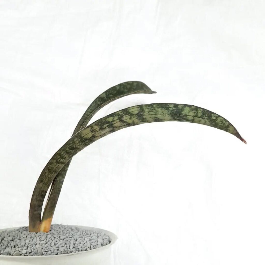 Sansevieria hallii Lundi Bat