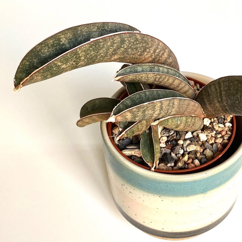 Sansevieria hallii Pink Bat