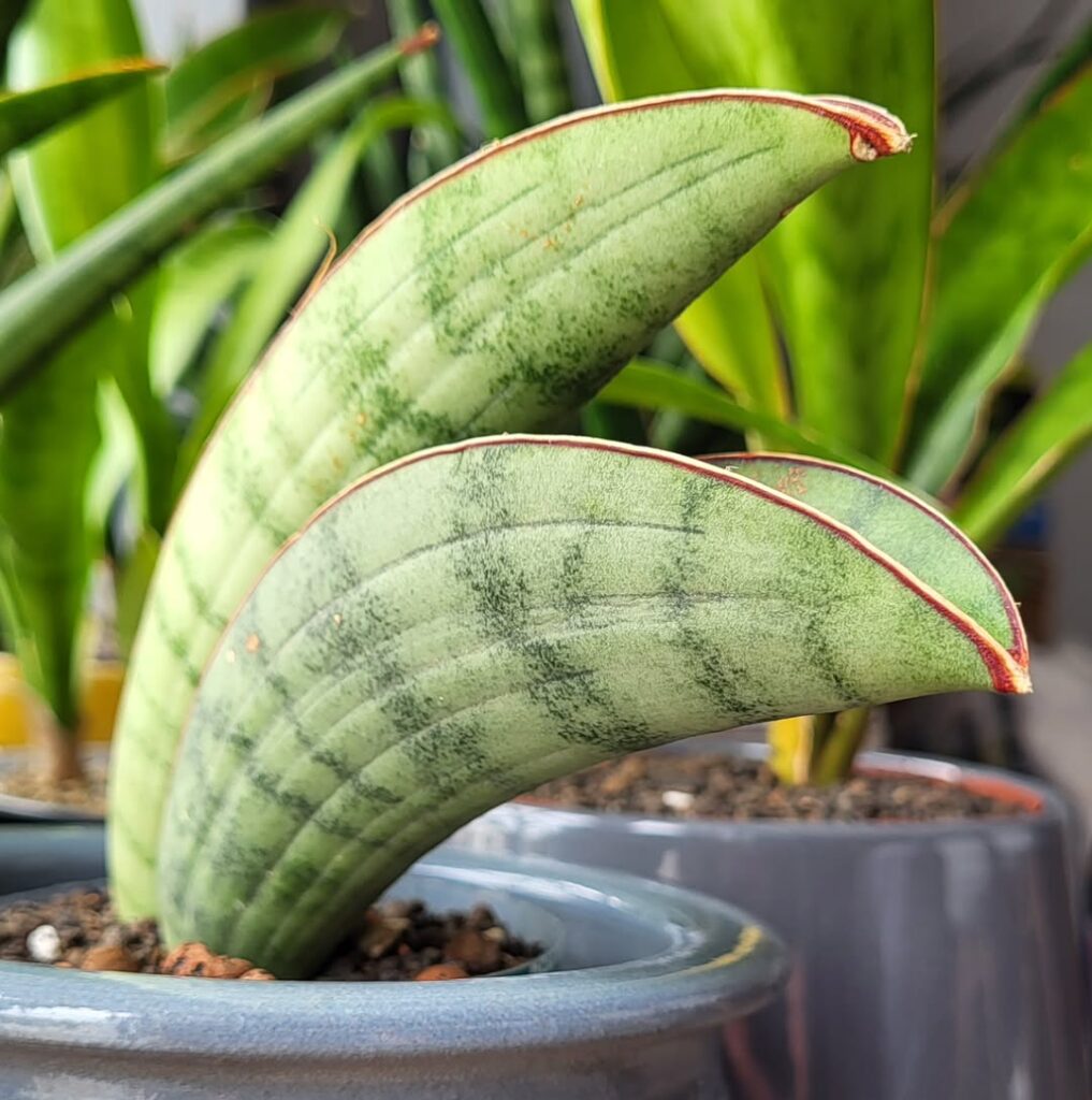 Sansevieria hallii Silver Bat
