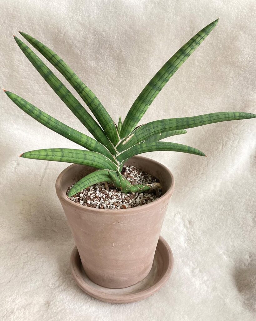 Sansevieria hargeisana