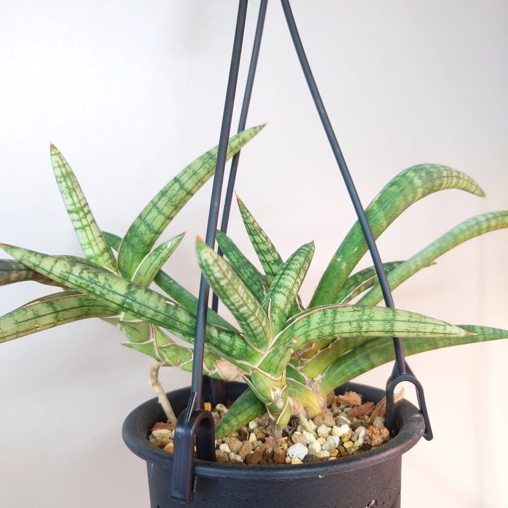 Sansevieria humbertiana