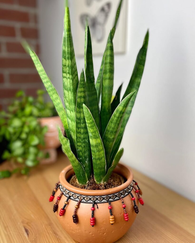 Sansevieria javanica