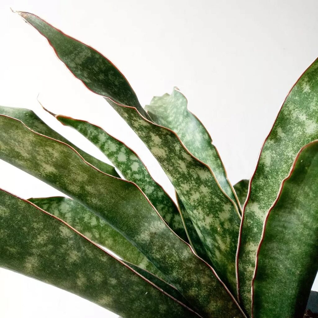 Sansevieria kirkii