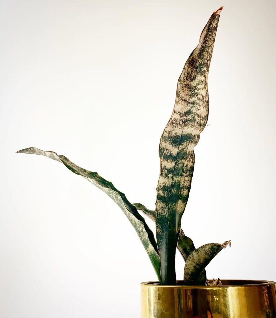 Sansevieria kirkii Coppertone