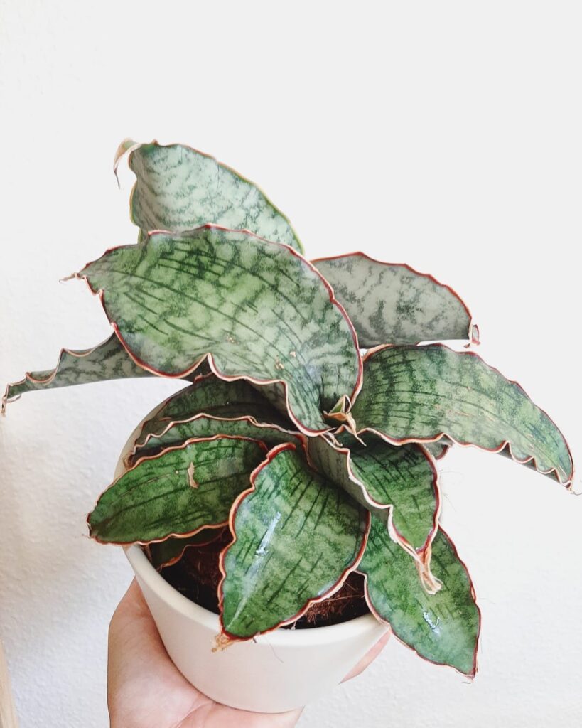 Sansevieria kirkii Silver Blue