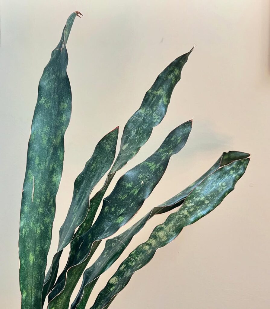 Sansevieria kirkii var. pulchra