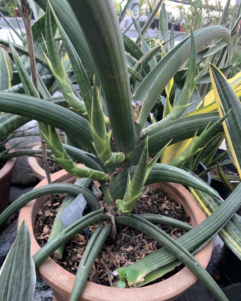 Sansevieria kitonga