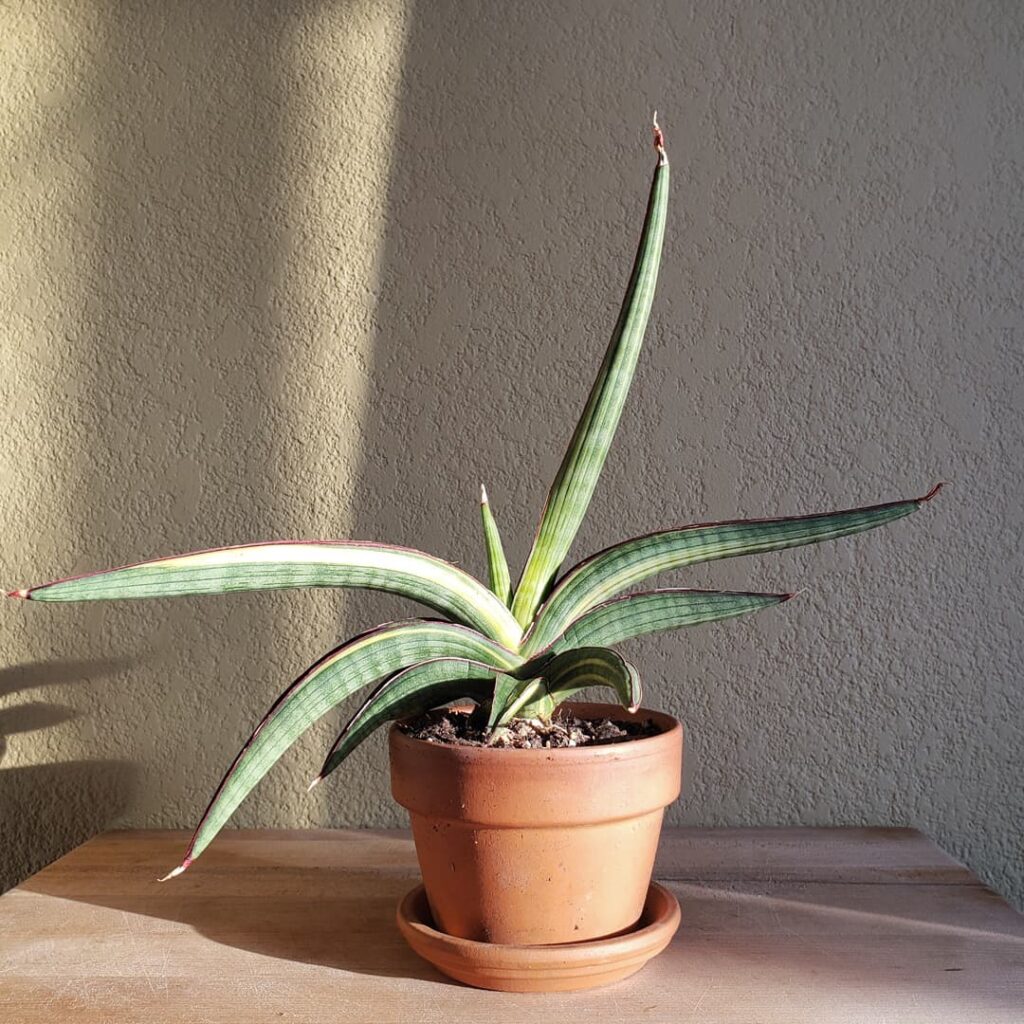 Sansevieria koko