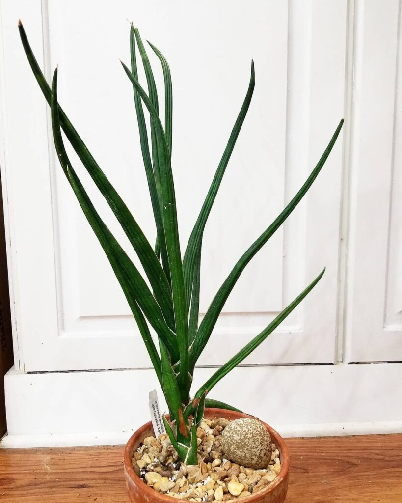 Sansevieria laevifolia