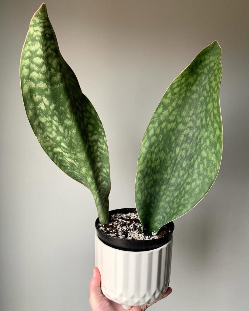 Sansevieria masoniana