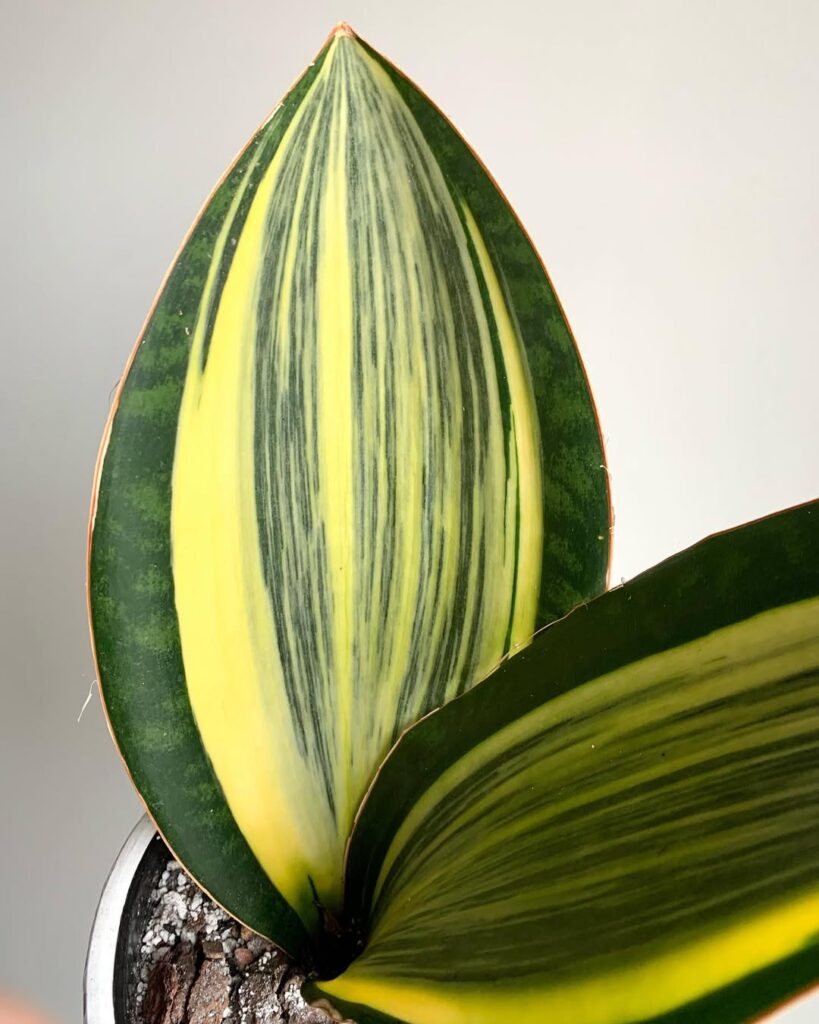 Sansevieria masoniana Variegata