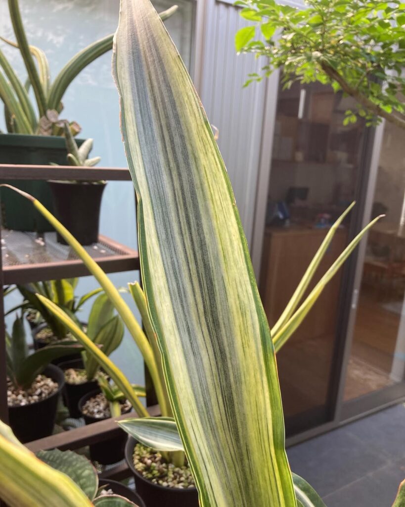 Sansevieria metallica Variegata