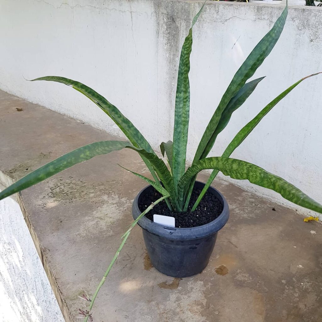 Sansevieria nilotica