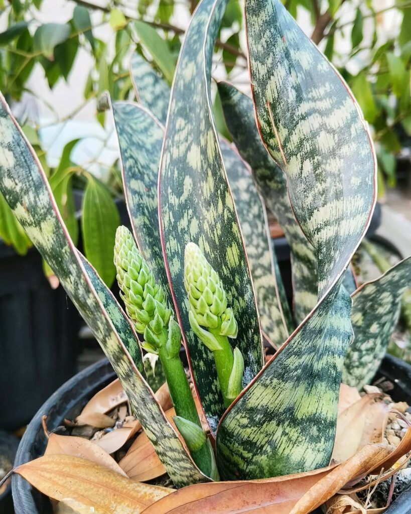 Sansevieria nitida