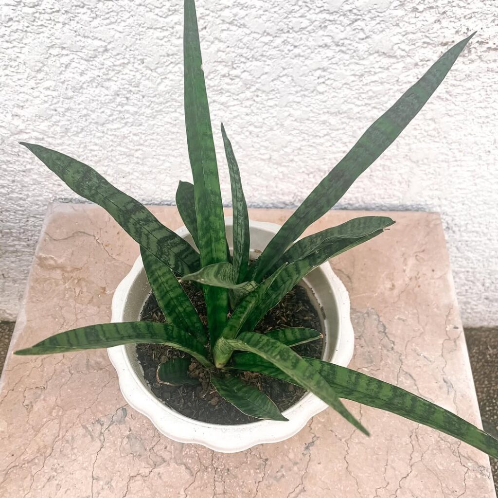 Sansevieria parva