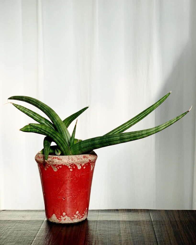Sansevieria patens