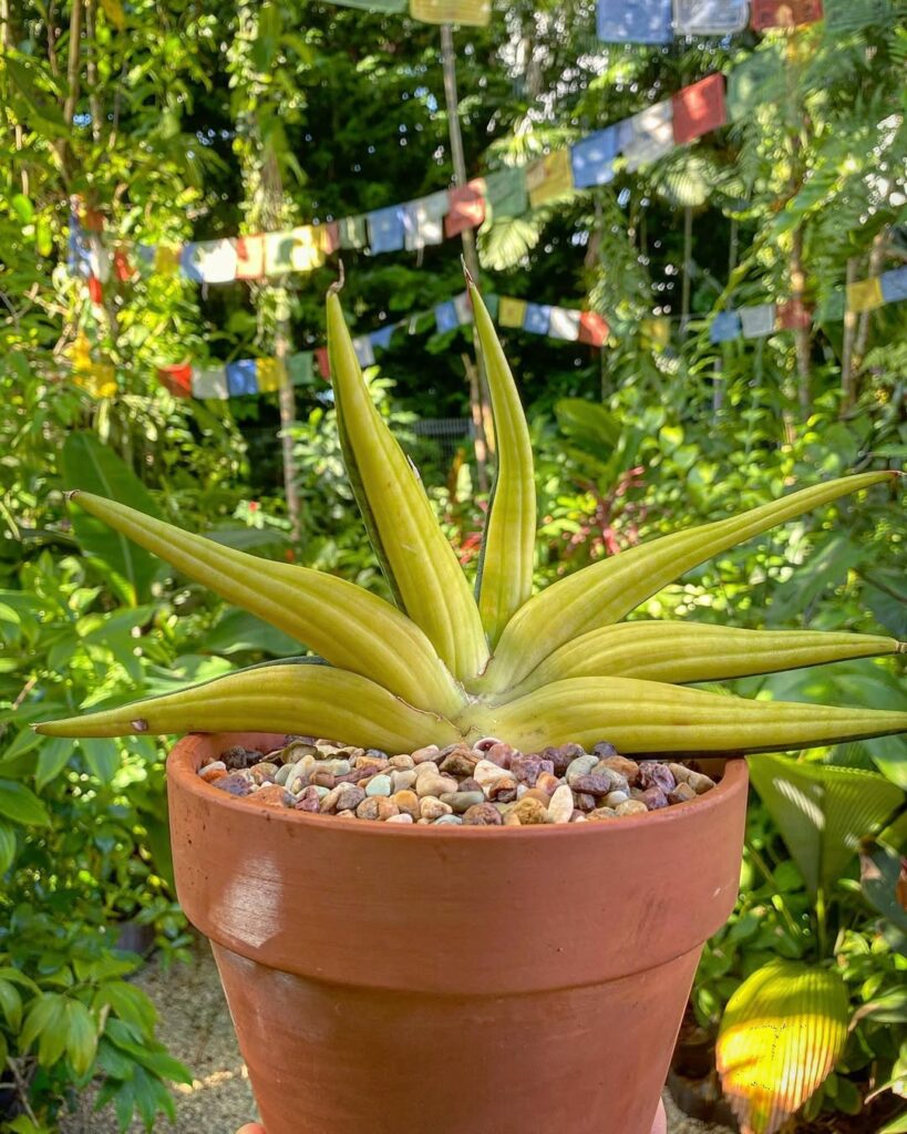 Sansevieria patens Variegata