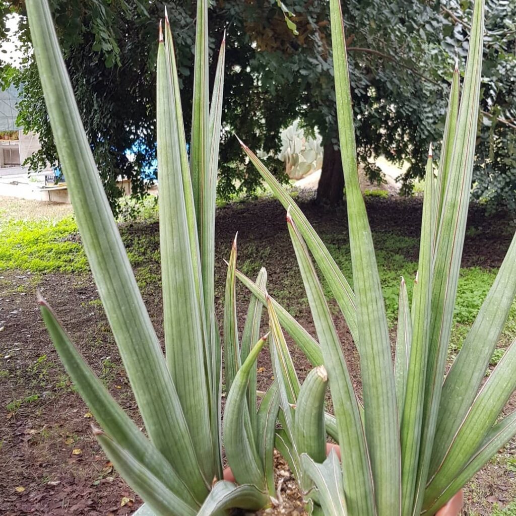 Sansevieria pearsonii