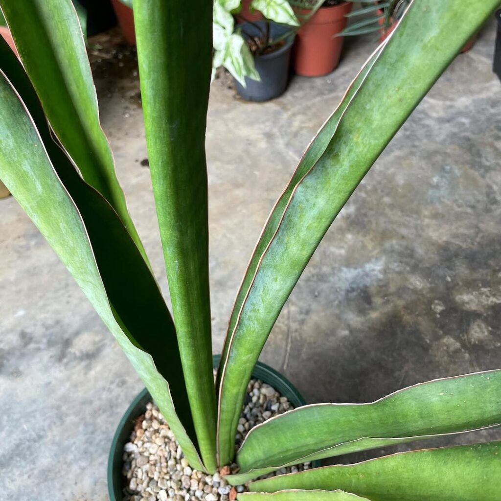 Sansevieria pedicellata