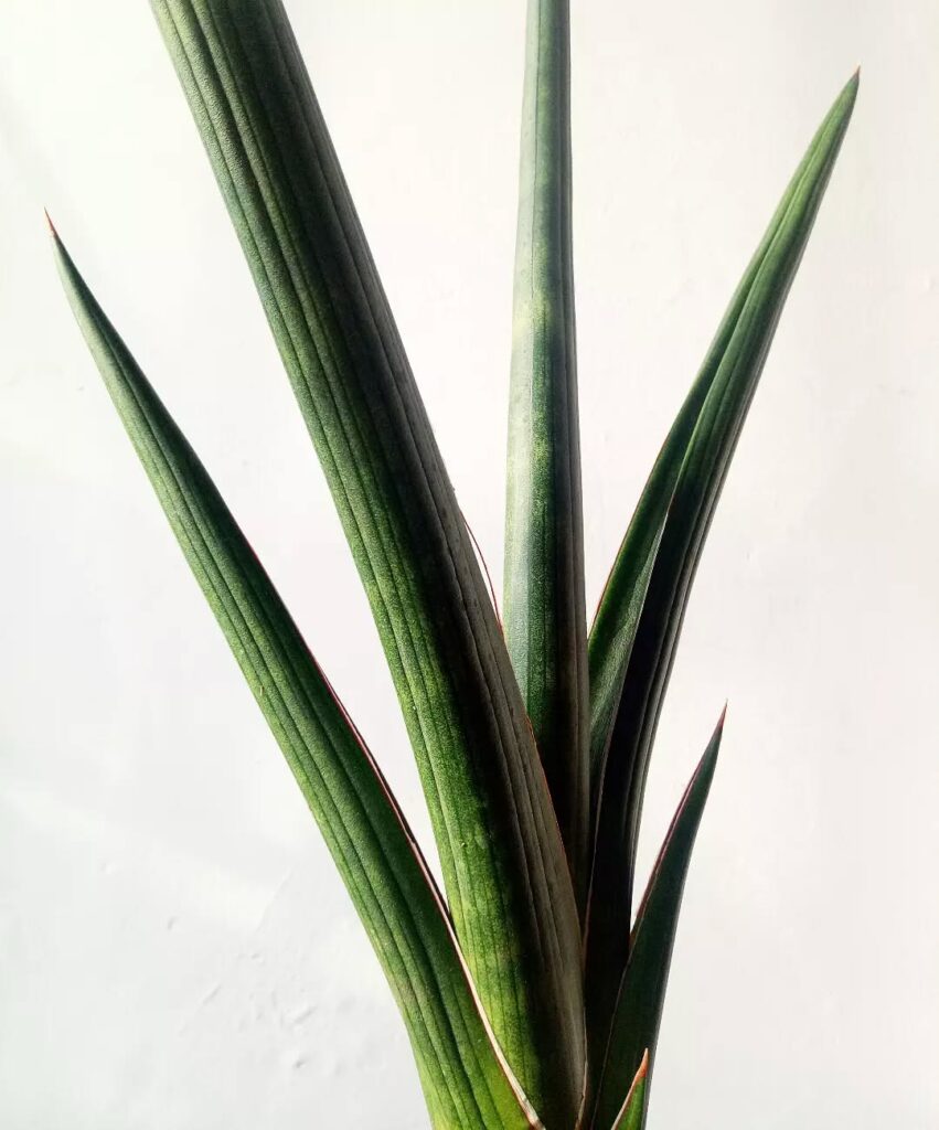 Sansevieria phillipsiae